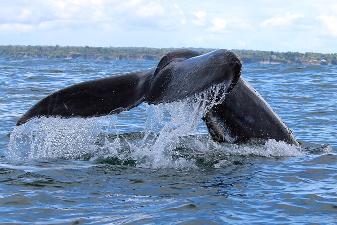 Humpback Whale Watching in Bahia Málaga, Colombia - Pricing and Reviews