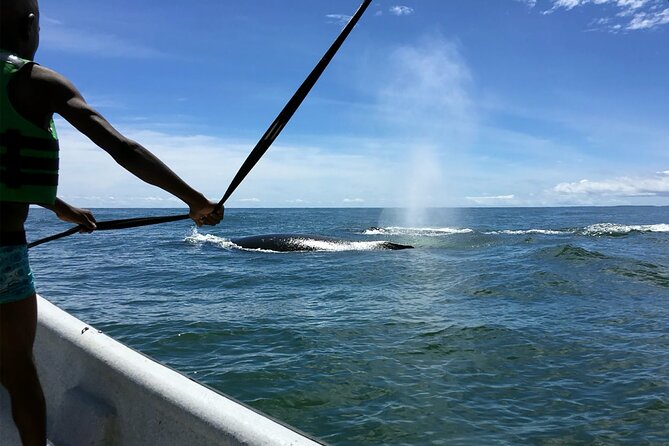 Humpback Whale Watching in Bahia Málaga, Colombia - Destination Highlights