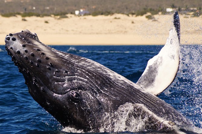 Humpback Whale Watching in Cabo San Lucas - Meeting Point for the Tour