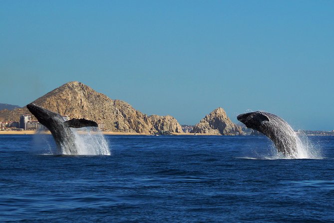 Humpback Whale Watching in Cabo San Lucas - Reviews and Accolades