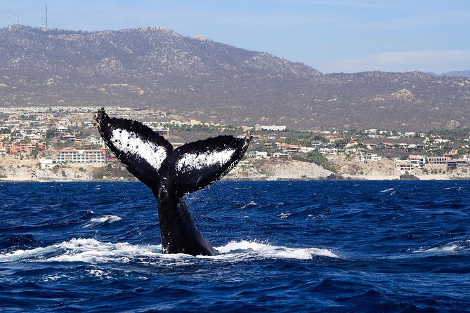 Humpback Whale Watching in Cabo San Lucas - Tour Details and Accessibility