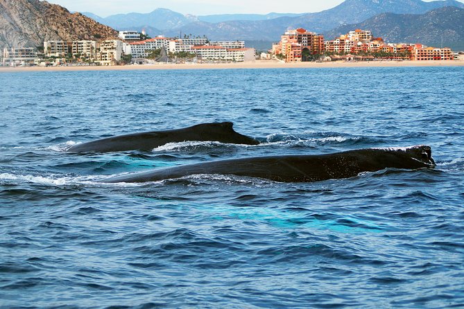 Humpback Whale Watching in Cabo San Lucas - Departure Times and Sightings