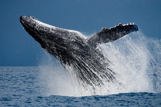 Humpback Whale Watching in Cabo San Lucas - Private Tour Option Pricing