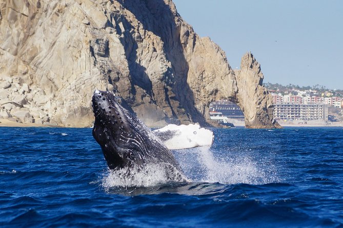 Humpback Whale Watching in Cabo San Lucas - Cancellation Policy