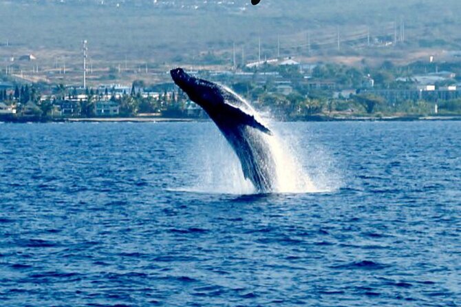 Humpback Whale Watching in Kailua-Kona Hawaii - Location and Meeting Point