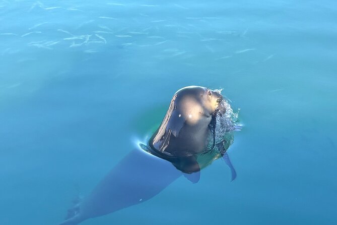 Humpback Whale Watching in Kailua-Kona Hawaii - Tour Inclusions and Amenities