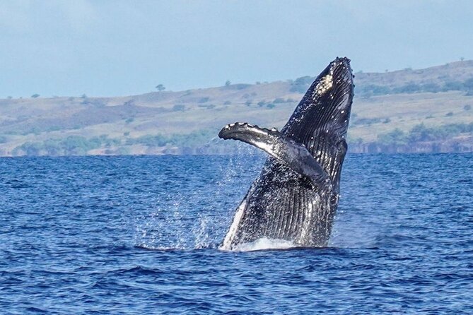 Humpback Whale Watching in Kailua-Kona Hawaii - Experience and Highlights