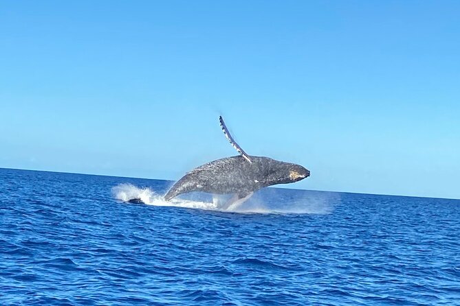 Humpback Whale Watching in Kailua-Kona Hawaii - Customer Reviews and Feedback