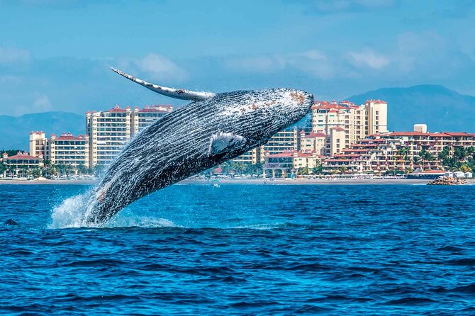Humpback Whale Watching in Samana From Juan Dolio - Included Experience Highlights