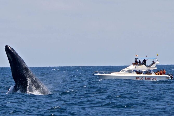 Humpback Whale Watching in Samana From Juan Dolio - Booking and Cancellation Policy
