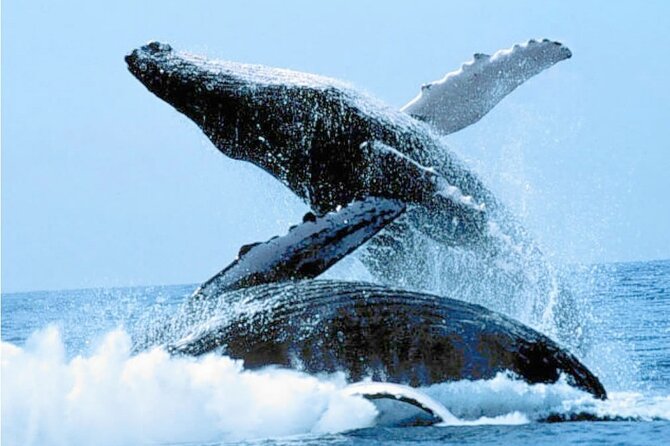 Humpback Whales Excursion in Samana - Transportation and Logistics