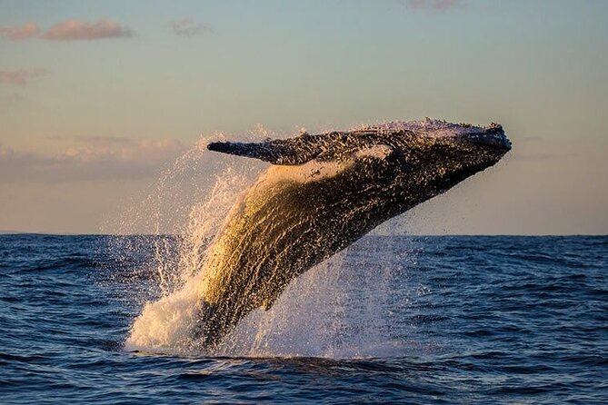 Humpback Whales Excursion in Samana - Included Amenities and Meals