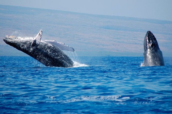 Humpback Whales Excursion in Samana - Customer Feedback and Experiences