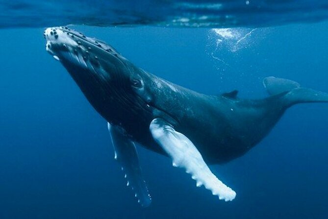 Humpback Whales Excursion in Samana - Booking Your Stay