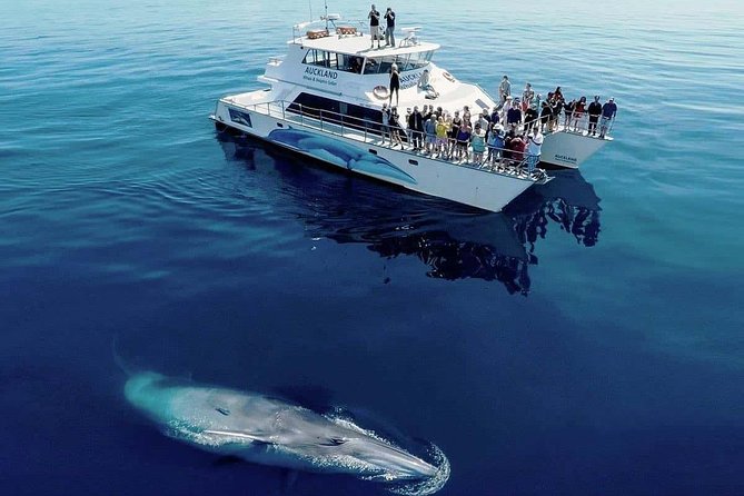 Humpback Whales Watching + Samana Eco-Tour - Whale Watching Expectations