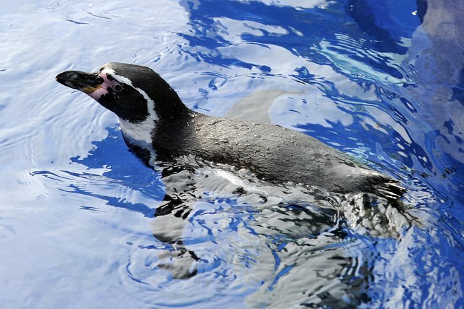 Hunstanton SEA LIFE Sanctuary General Admission Ticket - Marine Life Exhibits
