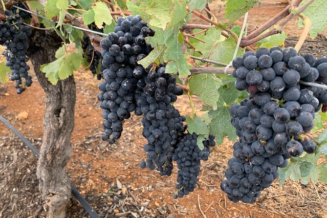 Hunter Valley Private Tour - Near Public Transportation