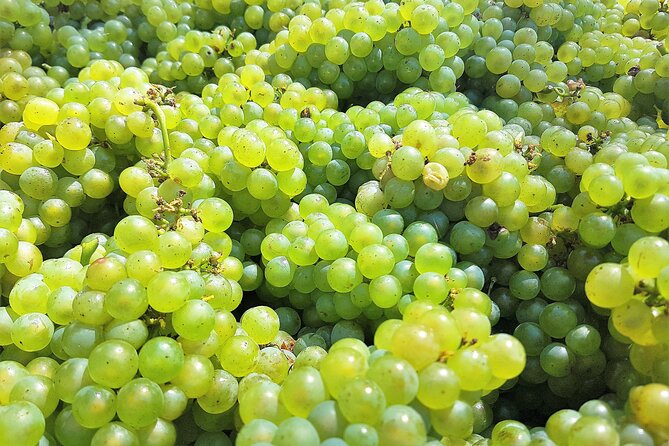 Hunter Valley Small Group Wine, Gin and Cheese Tour From Sydney - Pickup and Drop-off