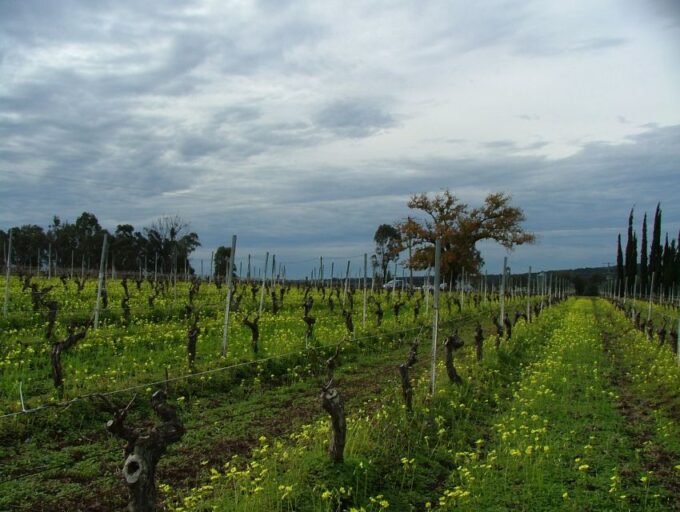 Hunter Valley: Uncork the Hunter Full-Day Wine Tour - What to Expect
