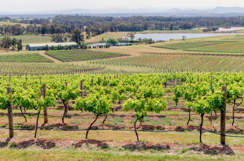 Hunter Valley: Wine, Gin, Cheese and Chocolate Tour - One-course Lunch