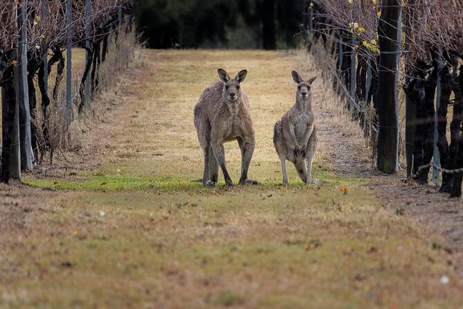 Hunter Valley Wine Tasting + Lunch Guided Day Tour - Inclusions