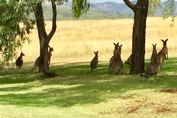 Hunter Valley Wine Tasting Private Tour From Sydney - Pickup and Drop-off