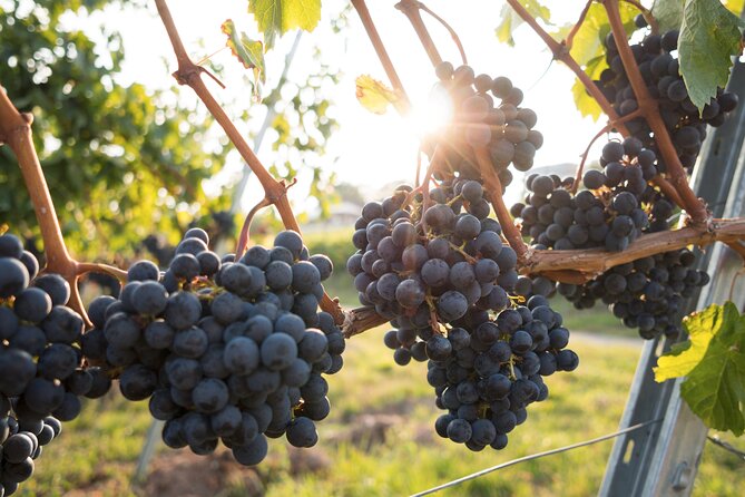 Hunter Valley Wine Tour From Sydney Incl Lunch, Cheese, Chocolate and Distillery - Key Points