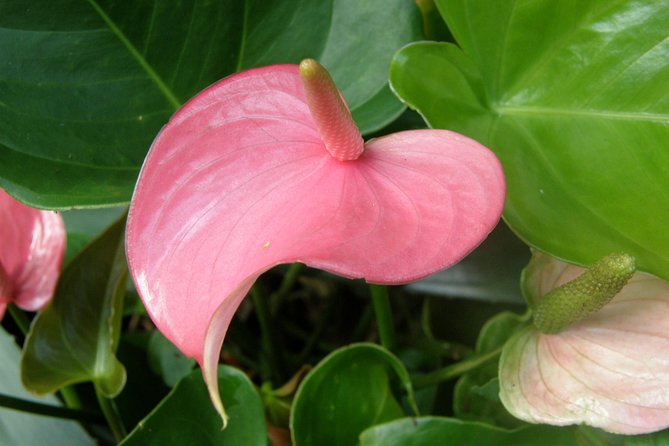 Huntes Garden and St Nicholas Abbey Small Group or Private Barbados Tour - Customer Reviews and Feedback