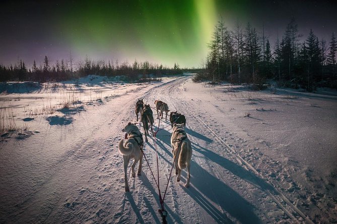 Hunting Northern Lights With Husky - Health and Safety Considerations