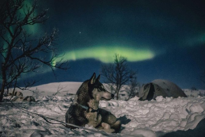 Hunting Northern Lights With Husky - Husky Sleigh Ride
