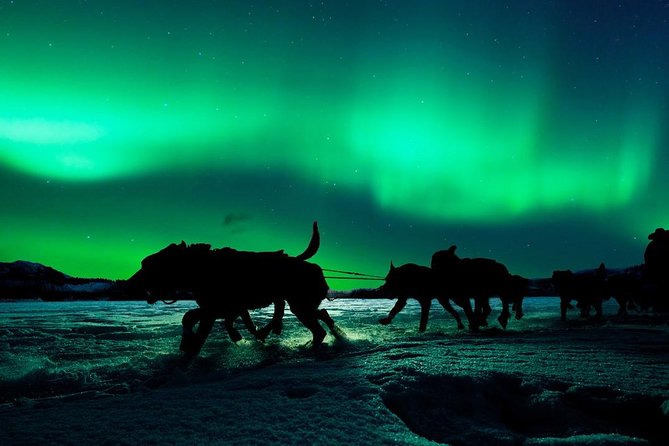 Hunting Northern Lights With Husky - Northern Lights Sightings