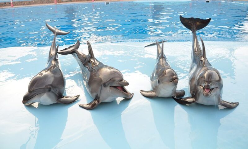 Hurghada: 1-Hour Show at Dolphin World With Optional Pickup - Transportation and Pickup
