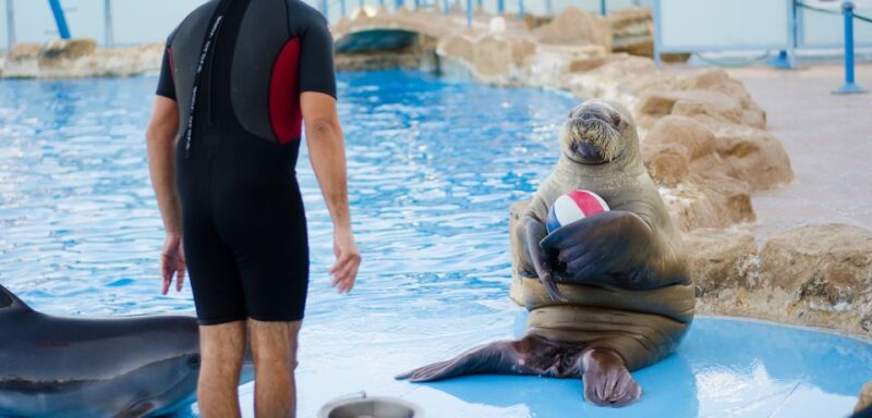 Hurghada: 1-Hour Show at Dolphin World With Optional Pickup - Pricing and Duration