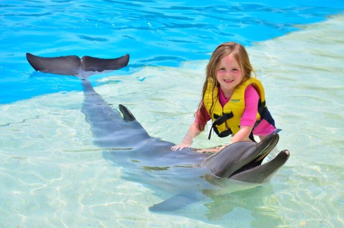 Hurghada: 1-Hour Show at Dolphin World With Optional Pickup - Show Experience Highlights