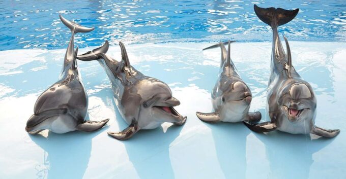 Hurghada: 1-Hour Show at Dolphin World With Optional Pickup - Additional Costs and Considerations