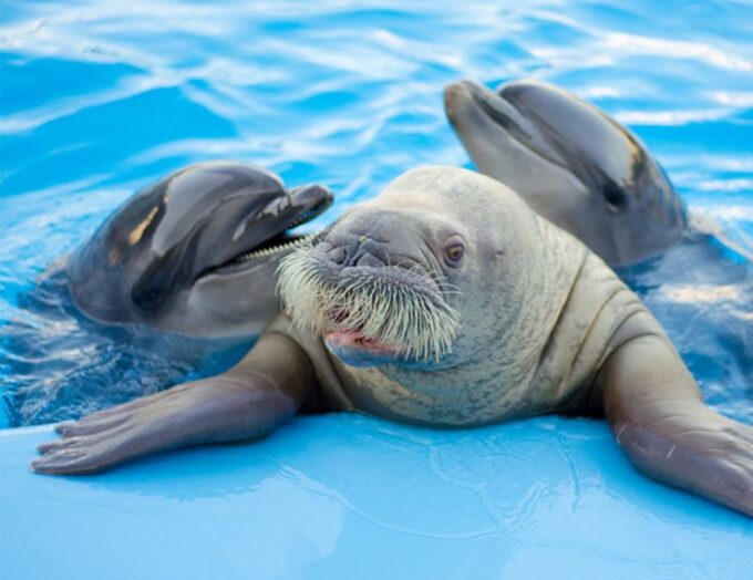 Hurghada: 1-Hour Show at Dolphin World With Optional Pickup - Frequently Asked Questions
