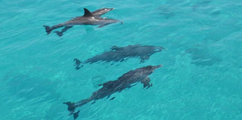 Hurghada: 4 Days Tour Horse, Camel, Spa, ATV, Jeep & Dolphin - Daily Itinerary