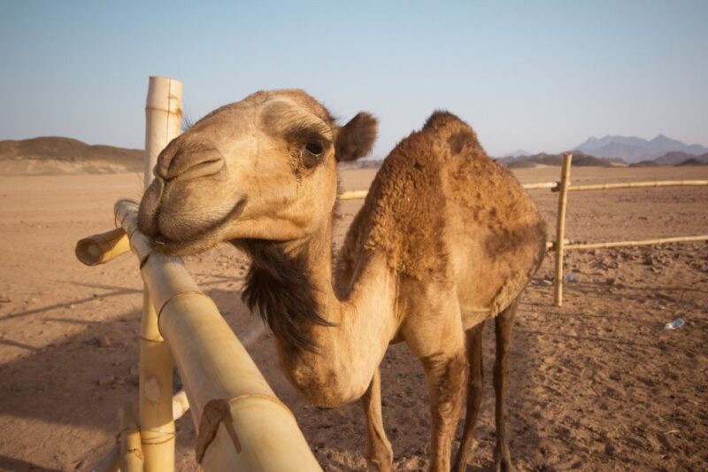 Hurghada: 6-Hour Jeep Desert Safari, Dinner, and Show - Participant Requirements