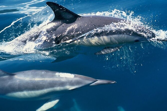 Hurghada Boat Trip to See Dolphins With Snorkeling and Lunch - Pricing and Lowest Price Guarantee