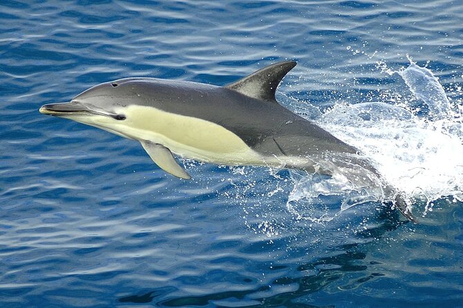 Hurghada Boat Trip to See Dolphins With Snorkeling and Lunch - Snorkeling Stops and Guide