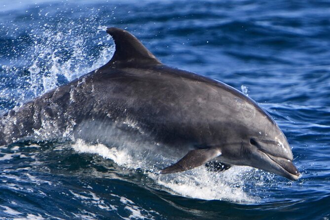 Hurghada Boat Trip to See Dolphins With Snorkeling and Lunch - Buffet Lunch and Refreshments