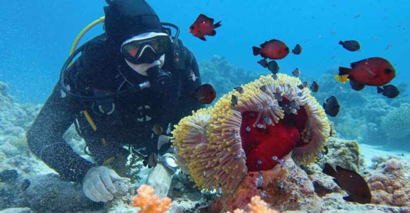 Hurghada: Diving and Snorkeling Tour With Transfers - Key Points