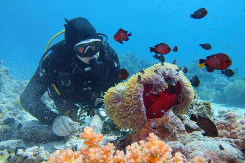 Hurghada: Diving and Snorkeling Tour With Transfers - Inclusions and Experience
