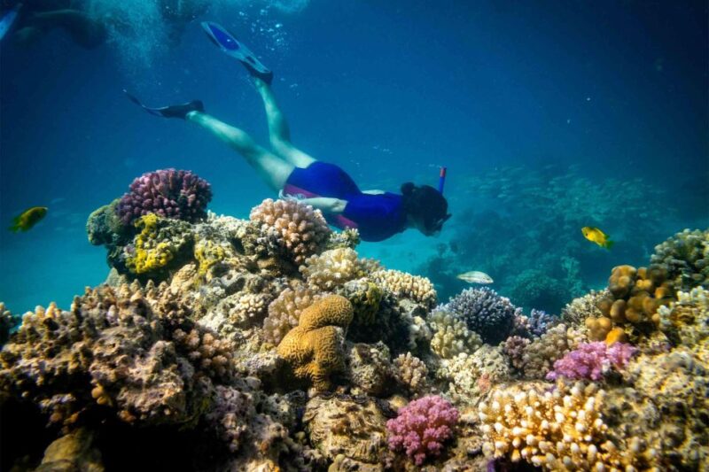 Hurghada: Diving and Snorkeling Tour With Transfers - Diving and Snorkeling Details