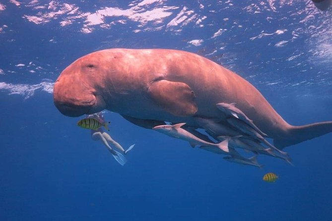 Hurghada Diving - Included Amenities