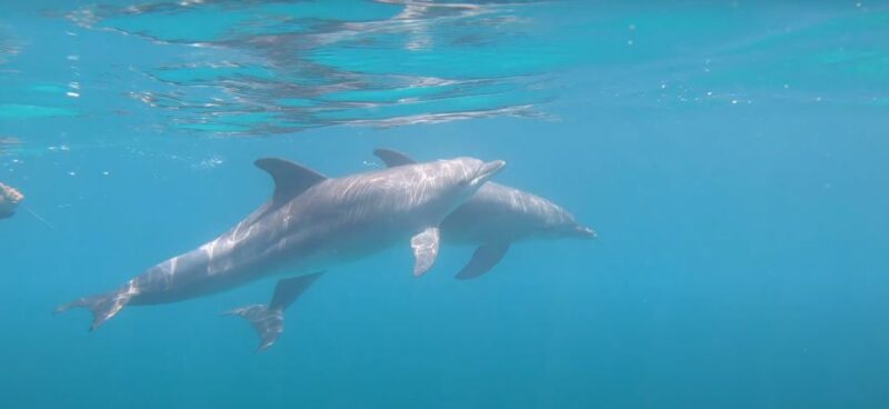 Hurghada: Dolphin Cruise & Snorkeling With City Tour & Lunch - Inclusions and Amenities