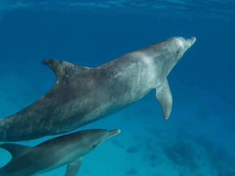 Hurghada: Dolphin House Discovery Cruise, Snorkeling & Lunch - Key Points