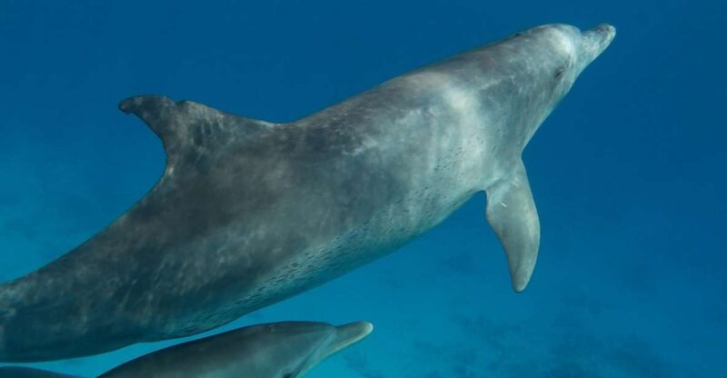 Hurghada: Dolphin House Discovery Cruise, Snorkeling & Lunch - Dolphin Watching Experience