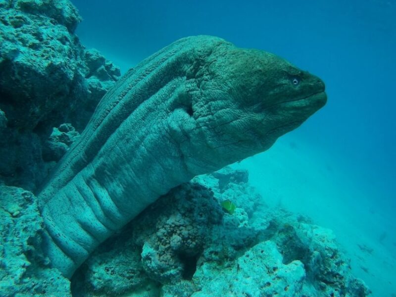 Hurghada: Dolphin House Discovery Cruise, Snorkeling & Lunch - Onboard Lunch and Beverages