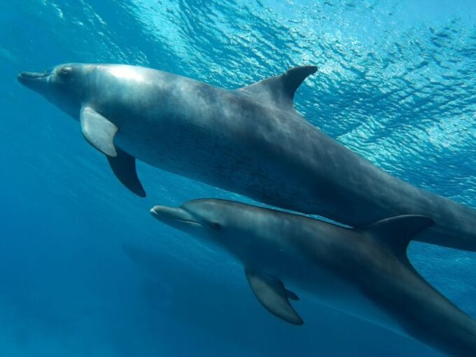 Hurghada: Dolphin House Discovery Cruise, Snorkeling & Lunch - Frequently Asked Questions